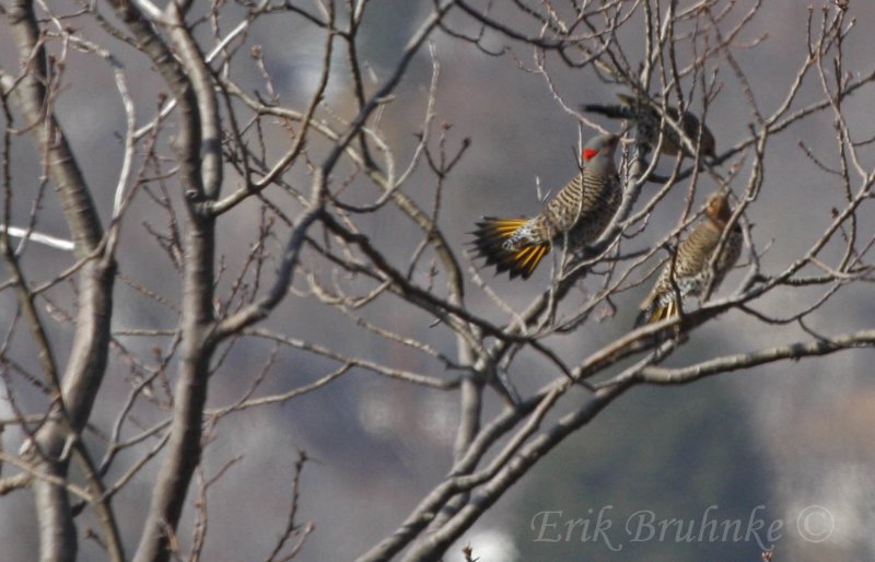 Northern Flickers calling & displaying!
