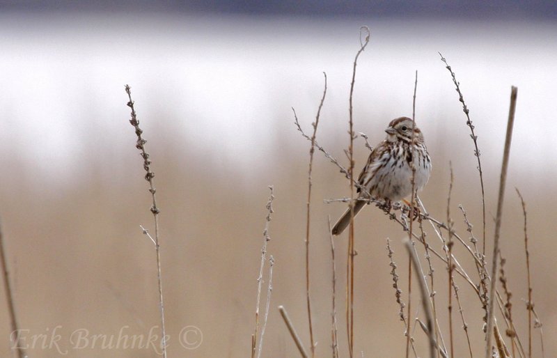 Song Sparrow