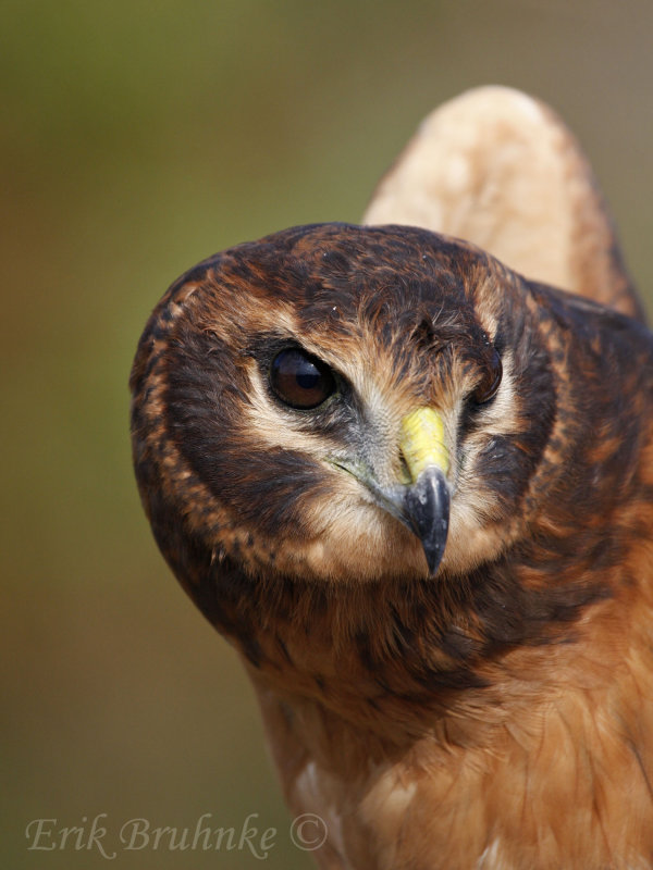Immature Northern Harrier (in-the-hand)