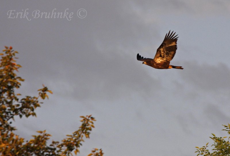 Bald Eagle flying by