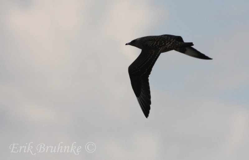 Juvenile Parasitic Jaeger