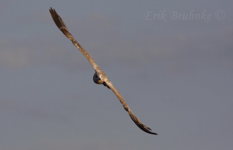 Ring-billed Gull