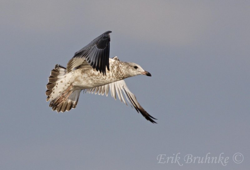 Ring-billed Gull