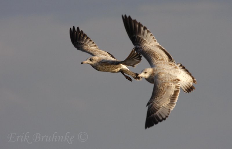 Ring-billed Gulls