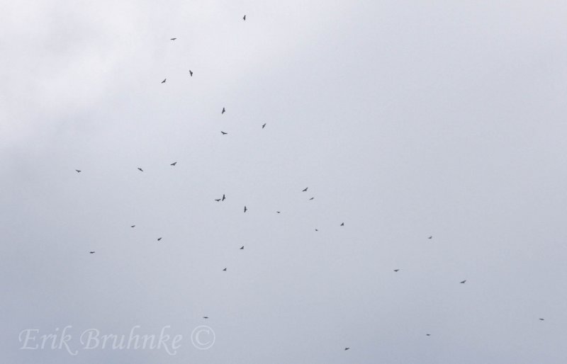 Broad-winged Hawk kettle