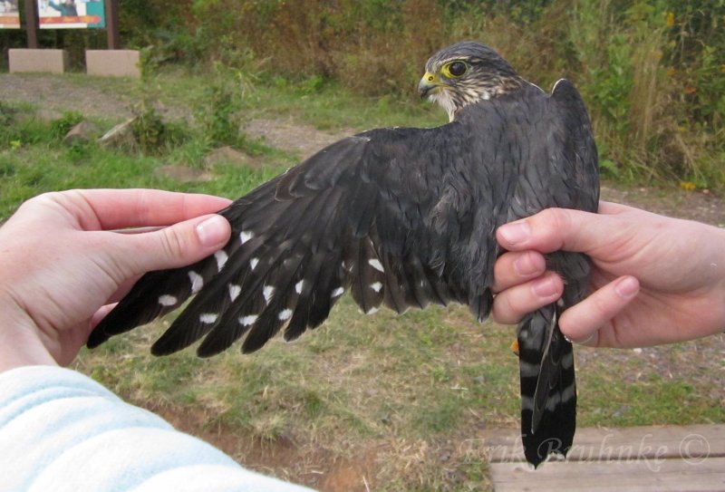 Adult male Merlin