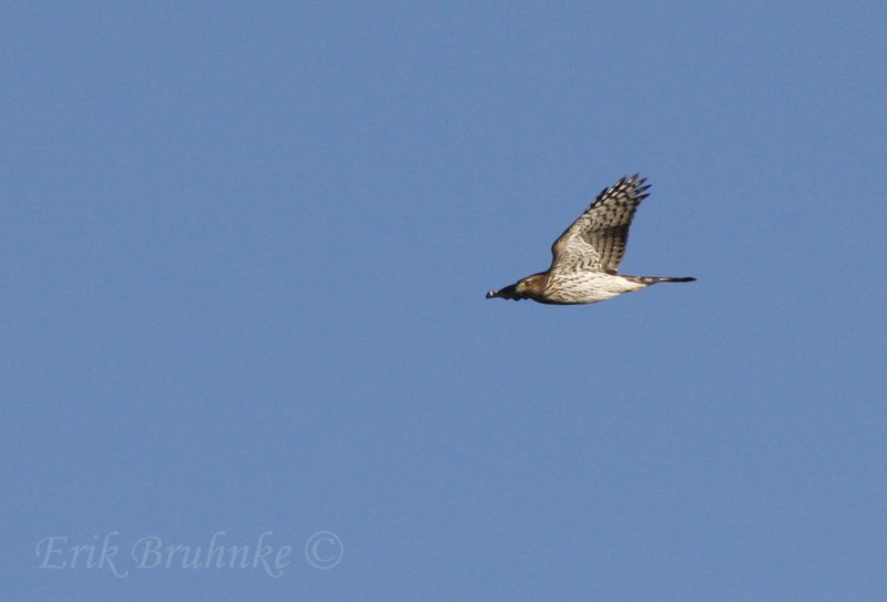 Coopers Hawk (immature)
