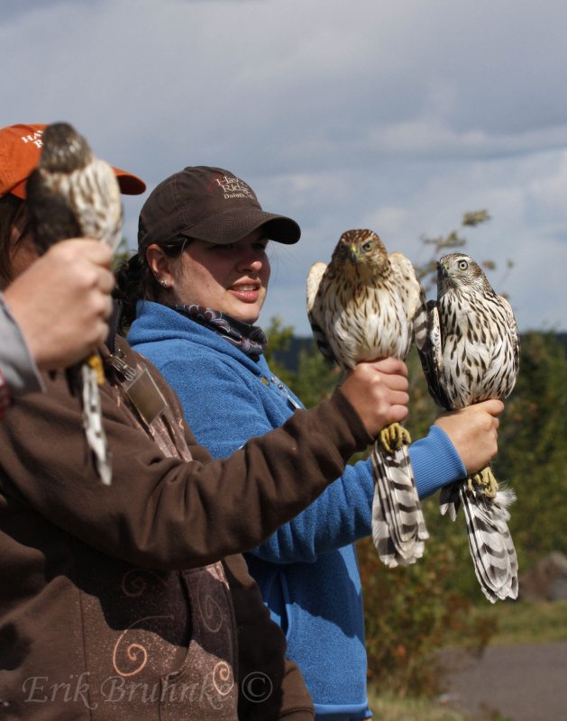 Sharp-shinned Hawk (left), Coopers Hawk (middle), Northern Goshawk (right)