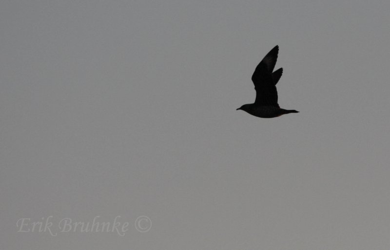 Juvenile Parasitic Jaeger