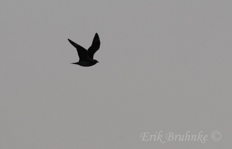 Juvenile Parasitic Jaeger