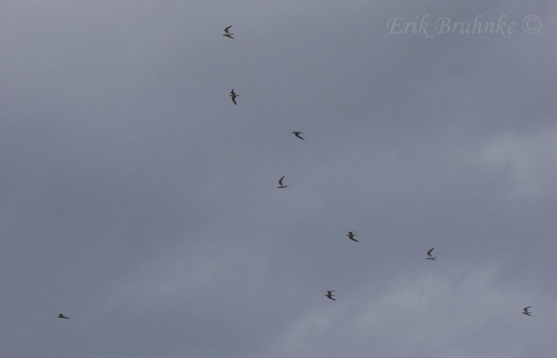 Flock of Forsters Terns