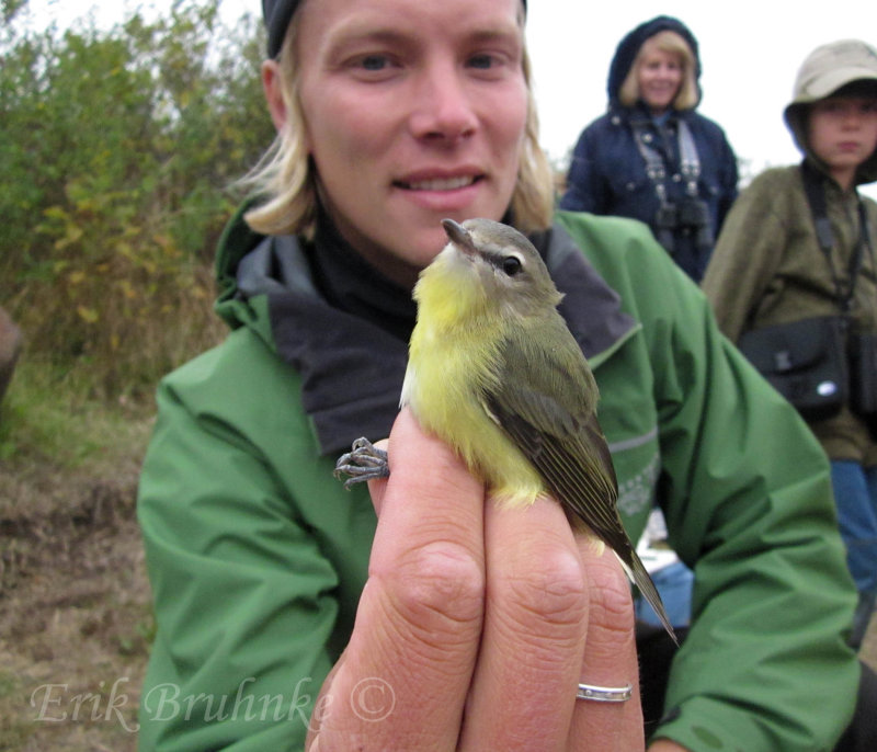 Philadelphia vireo