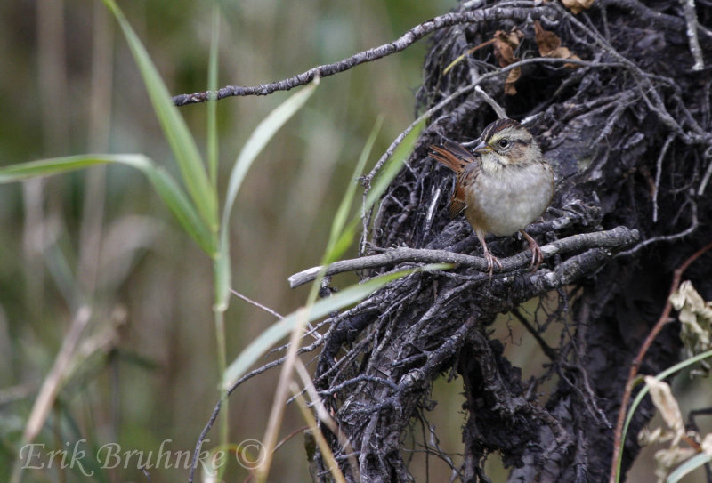 Swamp Sparow