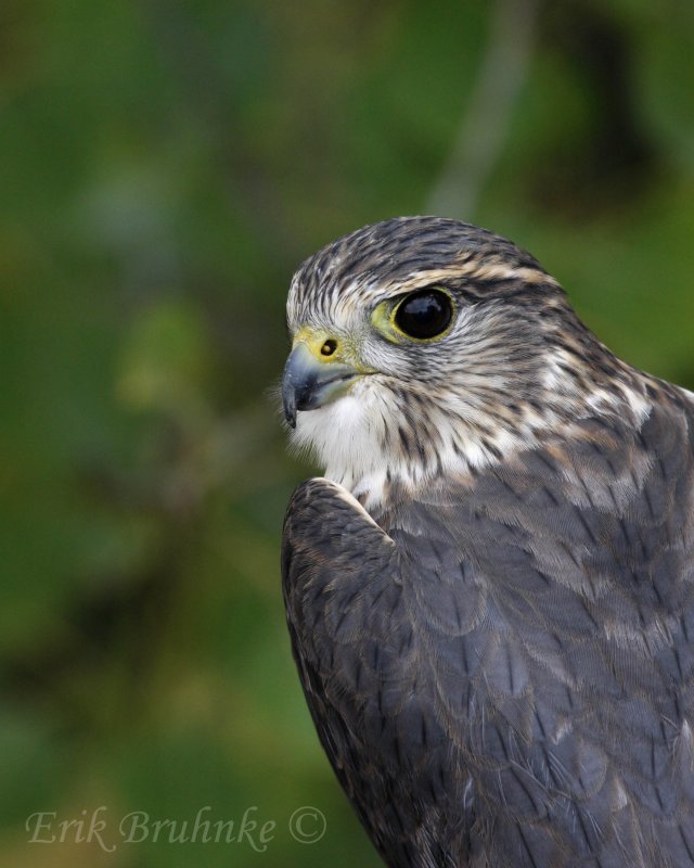 Richardsons Merlin, also known as a Prairie Merlin