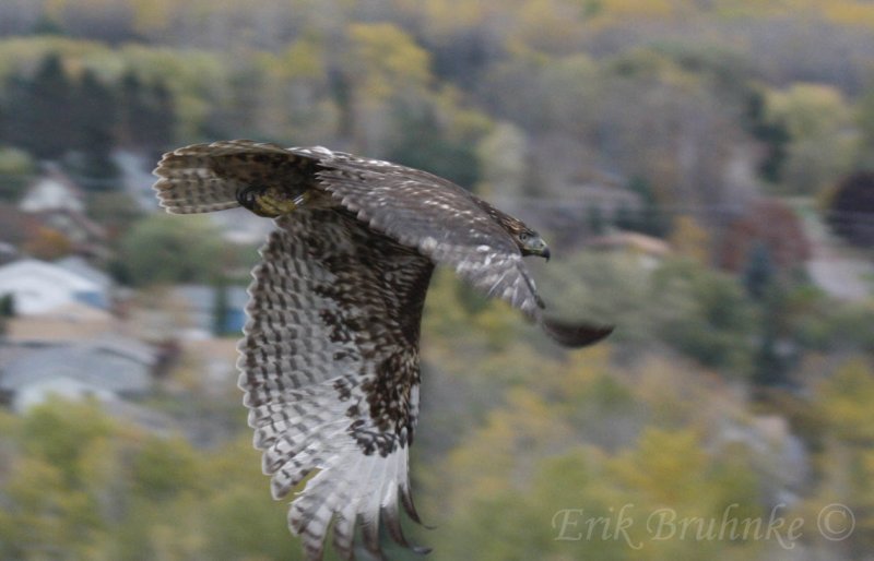 Juvenile rufous morph Red-tailed Hawk release