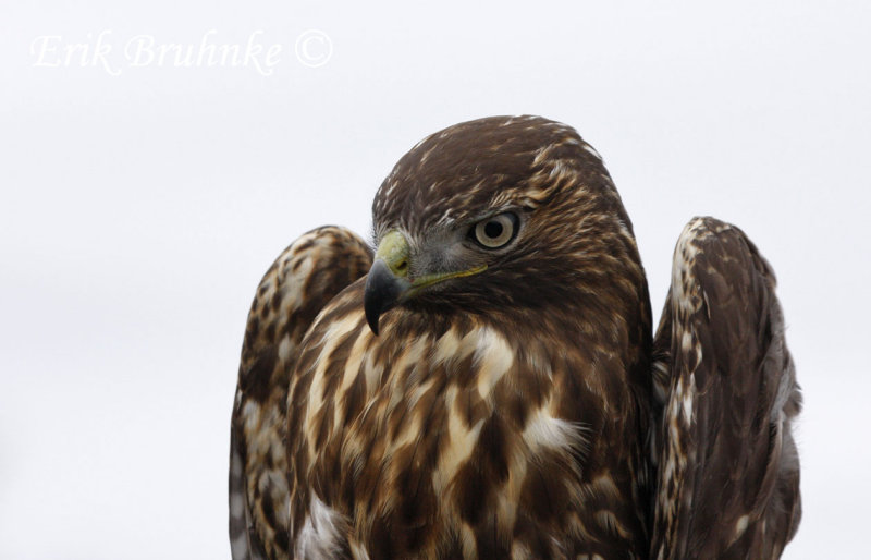 Juvenile rufous morph Red-tailed Hawk