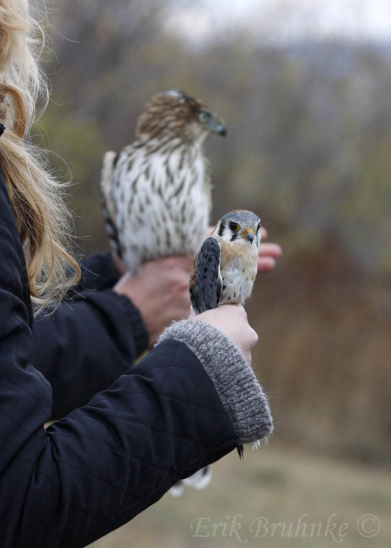 American Kestrel and Coopers Haw