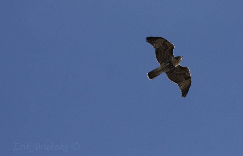 Juvenile Red-tailed Hawk