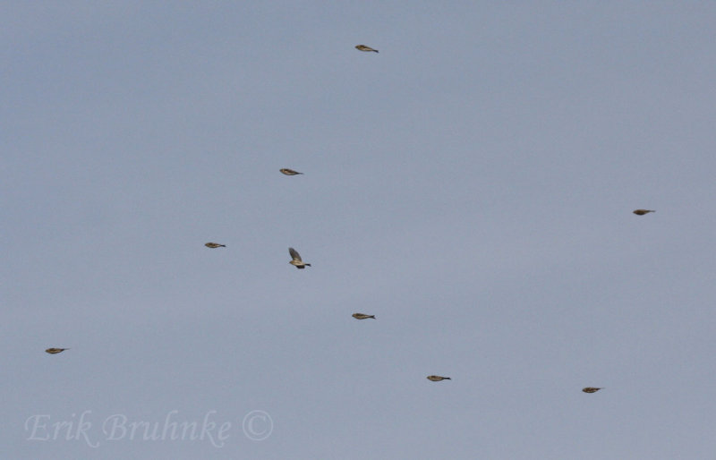 Common Redpolls flying by
