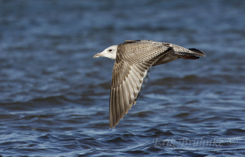 1st-winter Herring Gull