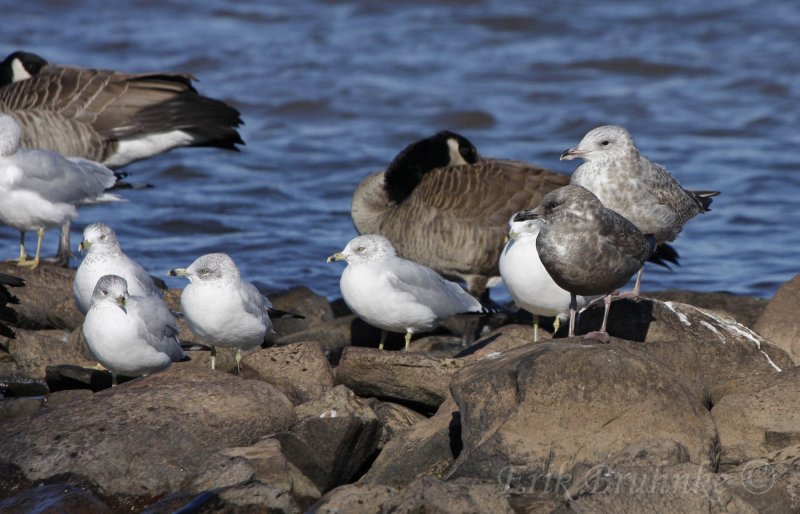 Herring Gulls (right), Ring-billed Gulls (center & left), and Canada Geese behind