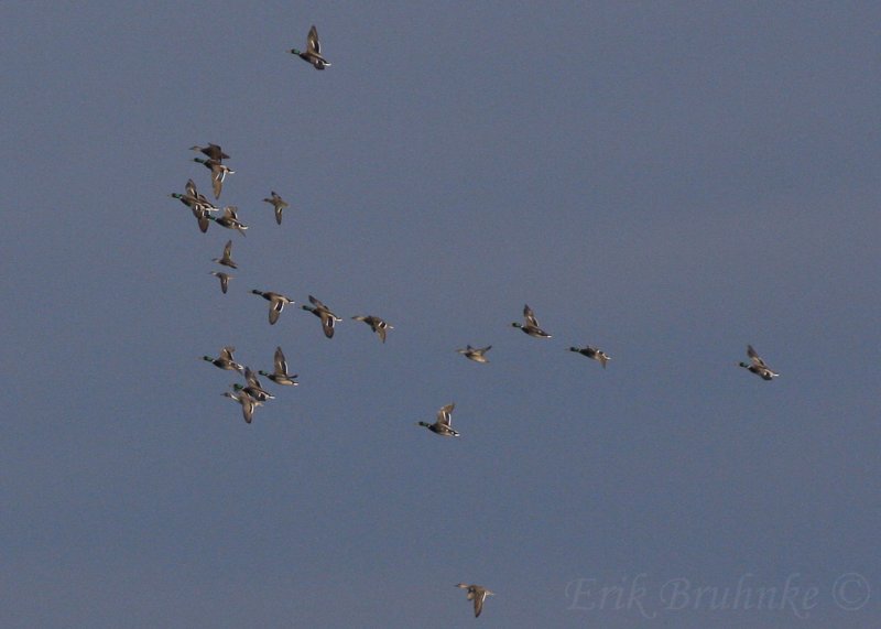 Mallards, American Black Duck, Northern Pintail, Gadwall, Green-winged Teal