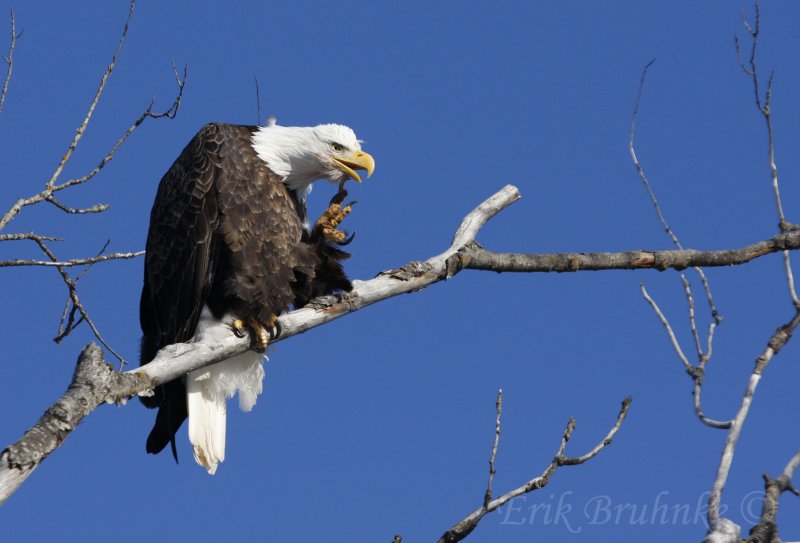 Bald Eagle - photographed through an open sunroof, from the drivers seat!