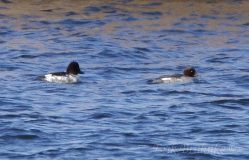 Male Common Goldeneye (left) and female Common Goldeneye (right)