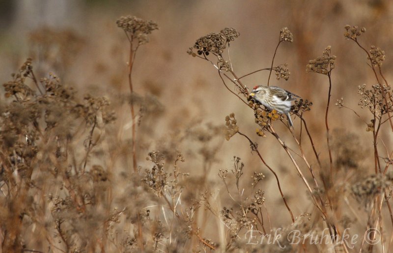 Common Redpoll in the early morning light