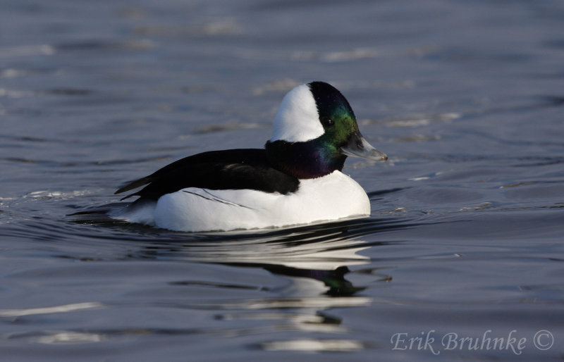 Bufflehead drake