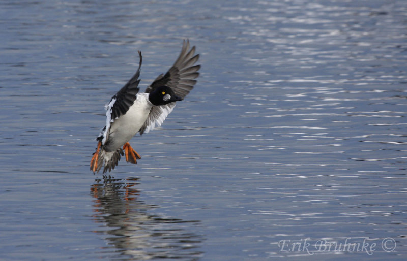 Common Goldeneye, coming in for a landing!