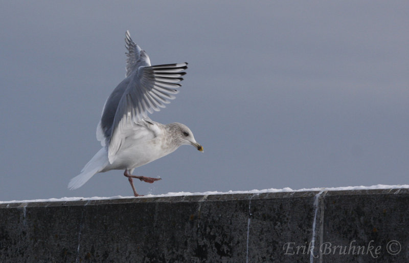 Thayers Gull