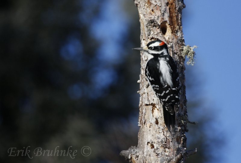 Hairy Woodpecker (male)