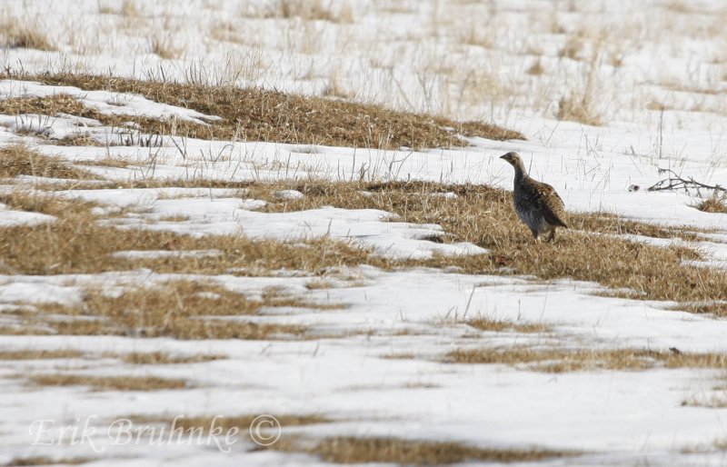 Sharp-tailed Grouse