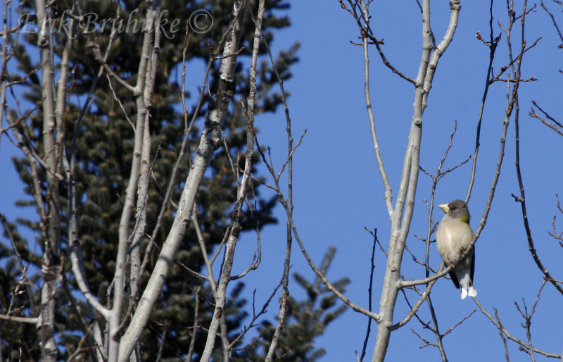 Female Evening Grosbeak