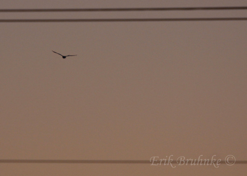 Snowy Owl, hovering