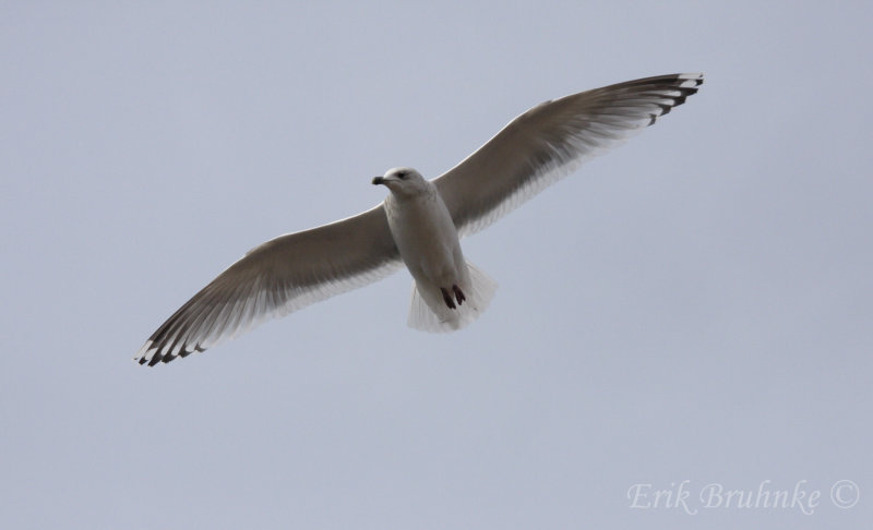 Thayers Gull flying overhead