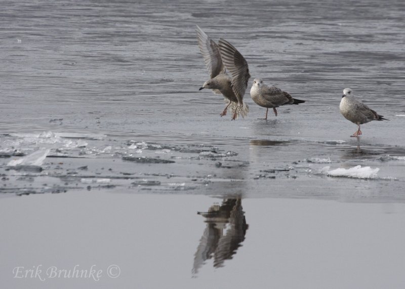 Thayers Gull (1st-cycle) coming in for a landing