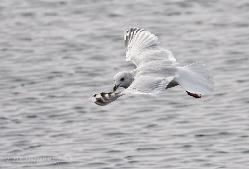 Thayers Gull