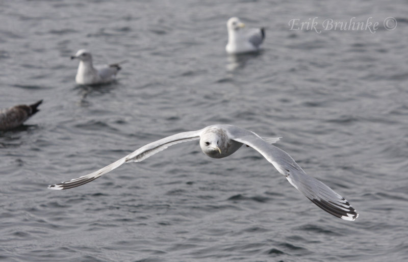 Thayers Gull