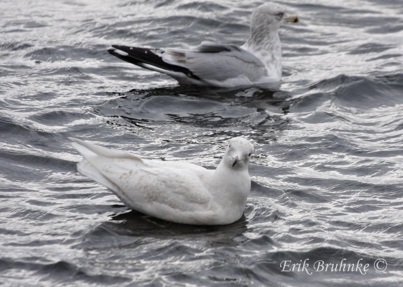 Iceland Gull (2nd-cycle)