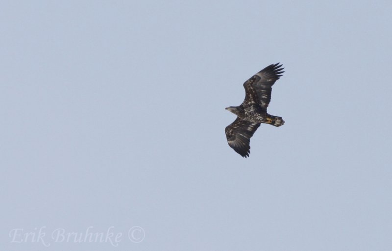 Bald Eagle