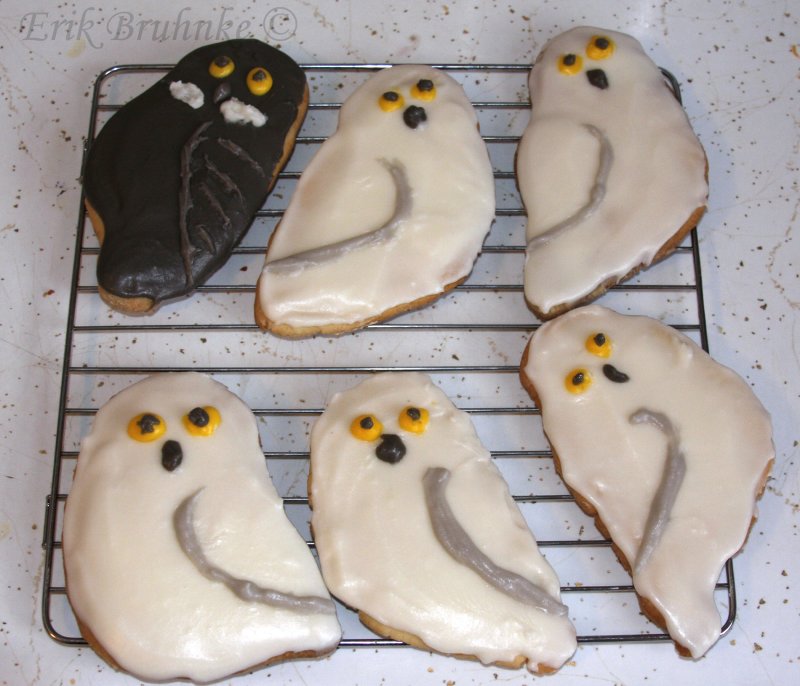 Snowy Owl cookies with a Great Gray Owl cookie