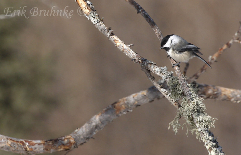 Black-capped Chickadee