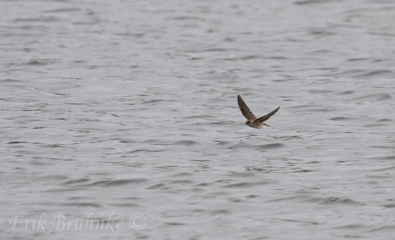 Northern Rough-winged Swallow