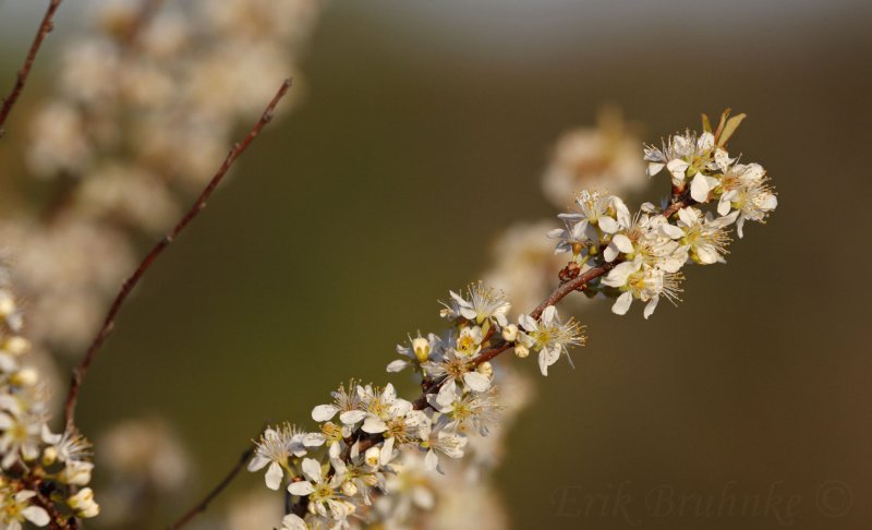 Afternoon blossoms