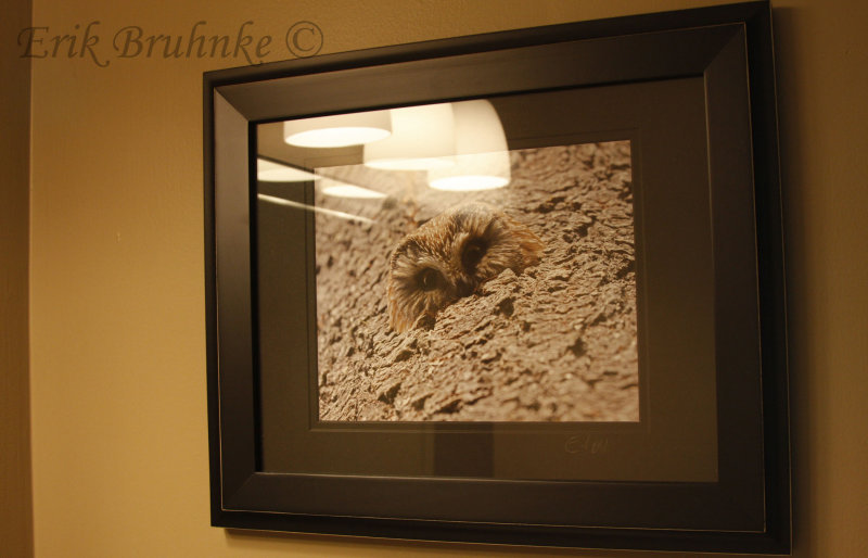 My Northern Saw-whet Owl photo, hanging up in the Alesches Lodging near Sax-Zim!