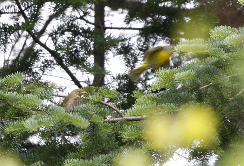 Nashville Warbler fledgling begging for food!