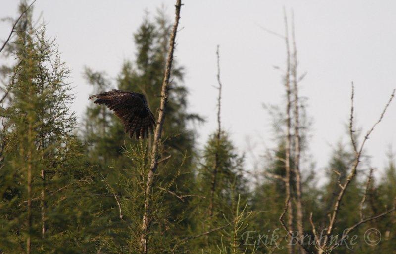 Great Gray Owl... big, deep wingbeats