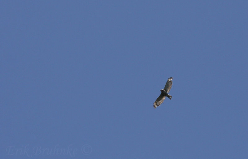 Broad-winged Hawk (juvenile)